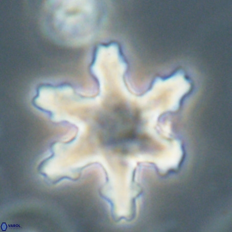 Discoaster nodifer VR 32395