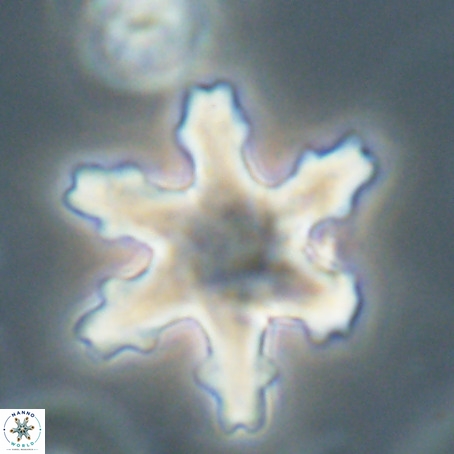 Discoaster nodifer VR 32395