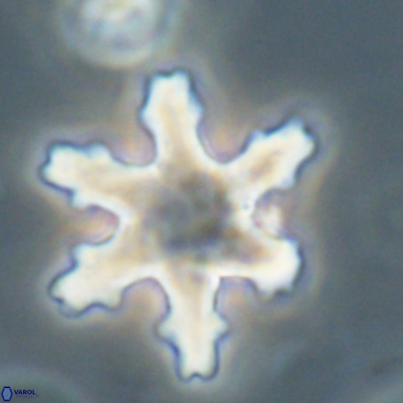 Discoaster nodifer VR 32396