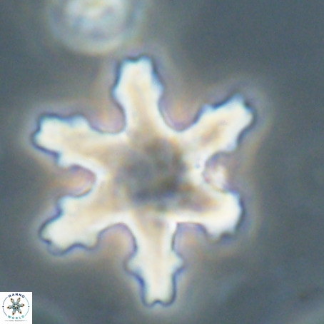 Discoaster nodifer VR 32396