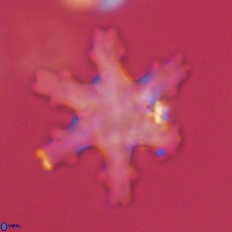 Discoaster nodifer VR 32397