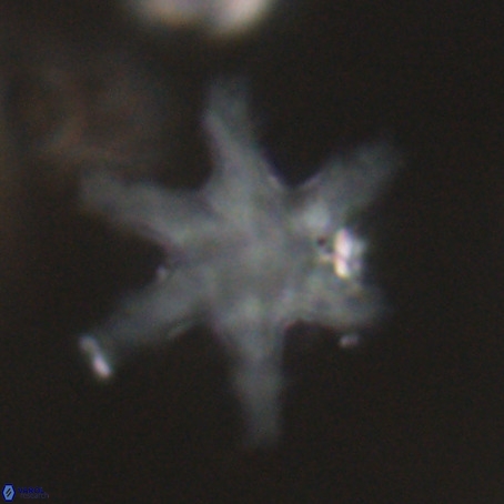 Discoaster nodifer VR 32398