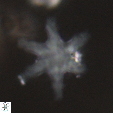 Discoaster nodifer VR 32398
