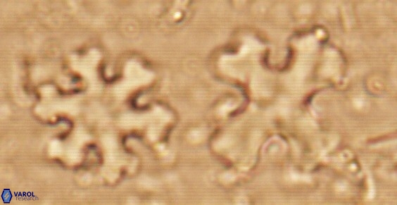 Discoaster orthogonius 321 1