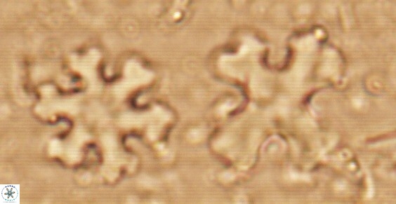Discoaster orthogonius 321 1