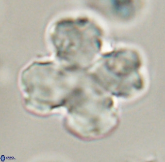 Discoaster orthogonius VR 32155