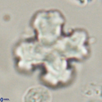 Discoaster orthogonius VR 32156