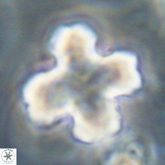 Discoaster orthogonius VR 32157
