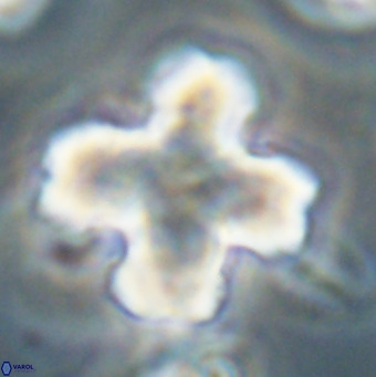 Discoaster orthogonius VR 32158