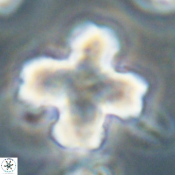 Discoaster orthogonius VR 32158