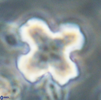 Discoaster orthogonius VR 32159
