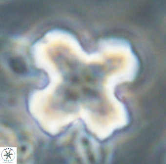 Discoaster orthogonius VR 32159