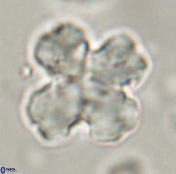 Discoaster orthogonius VR 32153