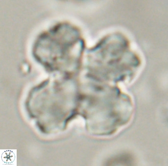 Discoaster orthogonius VR 32153