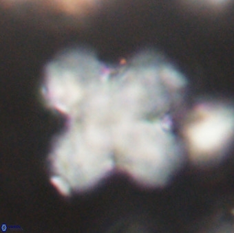 Discoaster orthogonius VR 32160
