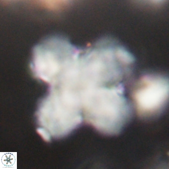 Discoaster orthogonius VR 32160