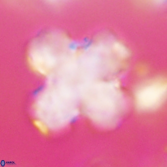 Discoaster orthogonius VR 32161