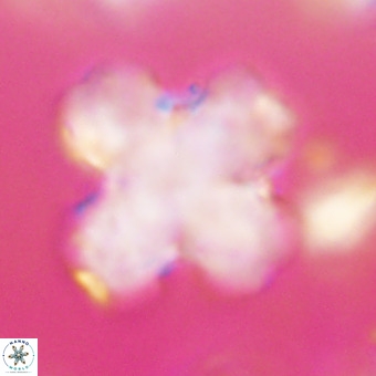 Discoaster orthogonius VR 32161