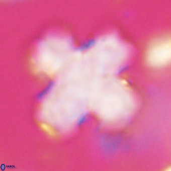 Discoaster orthogonius VR 32162