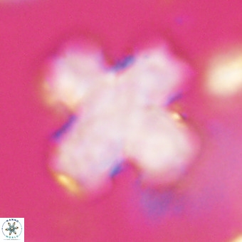Discoaster orthogonius VR 32162