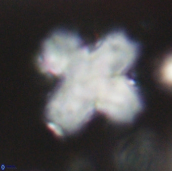 Discoaster orthogonius VR 32163