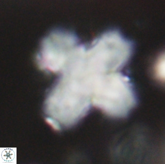 Discoaster orthogonius VR 32163