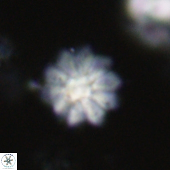 Discoaster aecus VR 30484