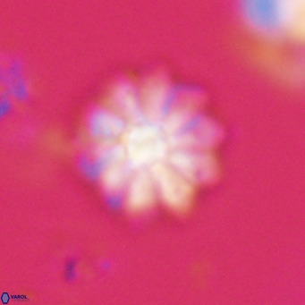 Discoaster aecus VR 30485
