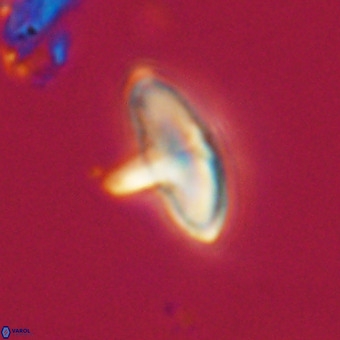 Discoaster aecus VR 30486
