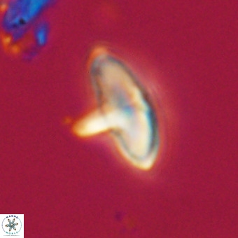 Discoaster aecus VR 30486
