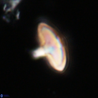 Discoaster aecus VR 30487