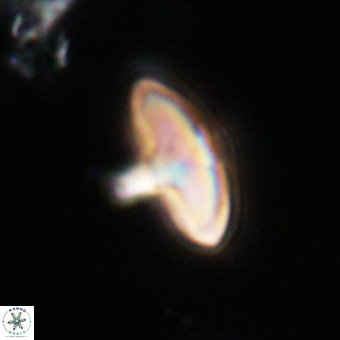 Discoaster aecus VR 30487