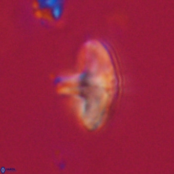 Discoaster aecus VR 30489