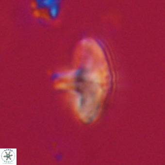 Discoaster aecus VR 30489