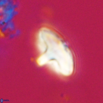 Discoaster aecus VR 30495