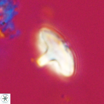 Discoaster aecus VR 30495