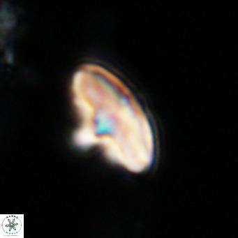 Discoaster aecus VR 30496