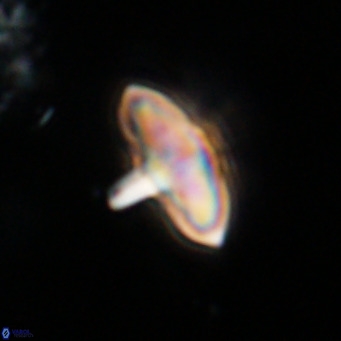 Discoaster aecus VR 30497