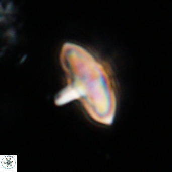 Discoaster aecus VR 30497
