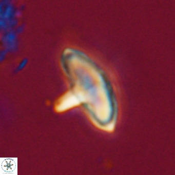 Discoaster aecus VR 30498