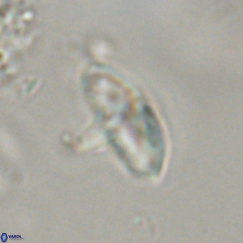 Discoaster aecus VR 30499