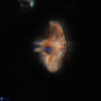 Discoaster aecus VR 30490