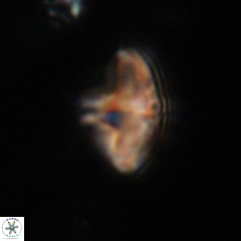 Discoaster aecus VR 30490