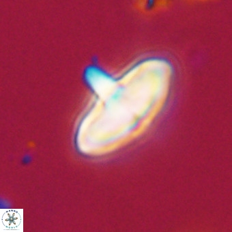 Discoaster aecus VR 30491