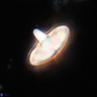 Discoaster aecus VR 30492