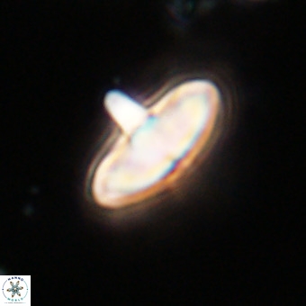Discoaster aecus VR 30492