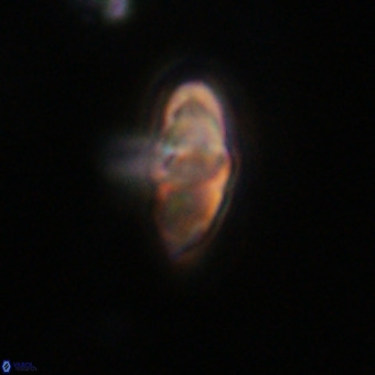 Discoaster aecus VR 30493