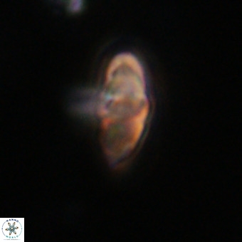 Discoaster aecus VR 30493