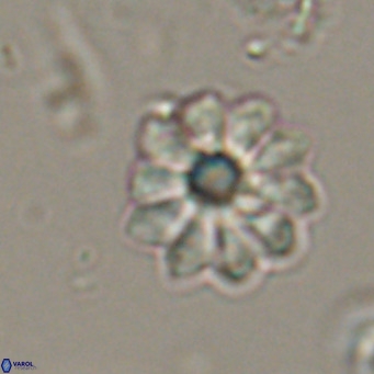 Discoaster aecus VR 30504