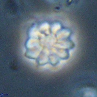 Discoaster aecus VR 30505